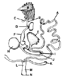 alimentary canal of a chicken