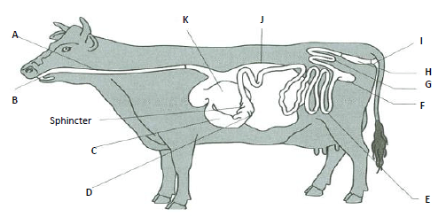 alimentary canal of a cow
