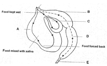 alimentary canal of a cow p2