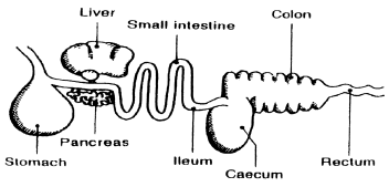 alimentary canal of a pig