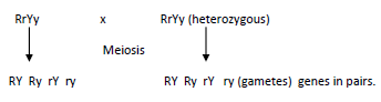 dihybrid 2 17 agda