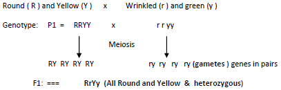 dihybrid aujg