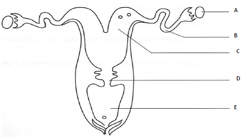 female reproductive system