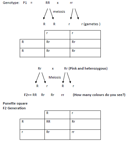 incomplete dominance adf