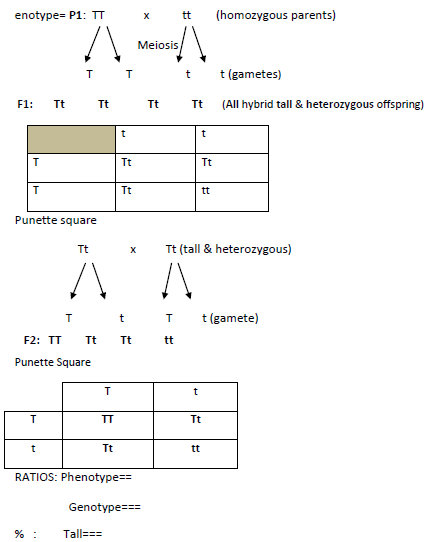 monohybrid ayygda