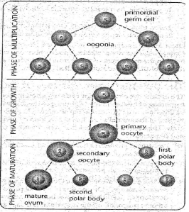 oogenesis