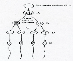 spermatogenesis