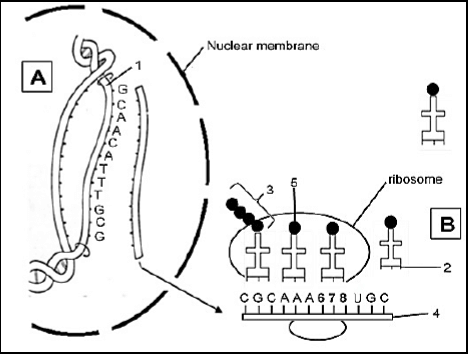 2.1 adiuhdyua