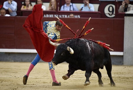 bullfights