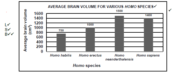 brain