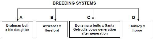 BREEEDING SYSTEMS