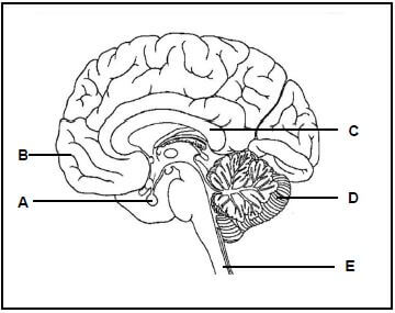 human brain