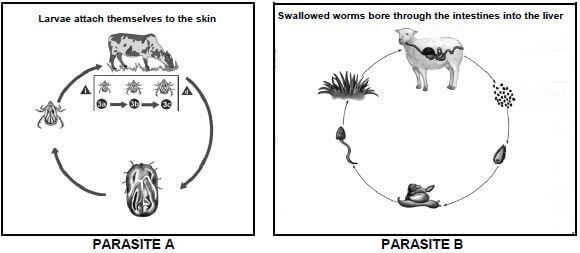 PARASITES