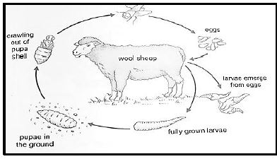 agr sci q3.7.0