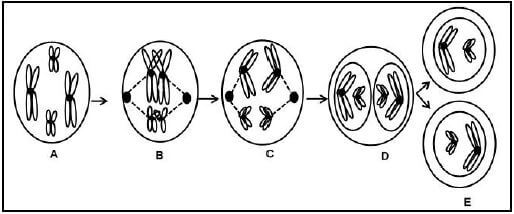 CELL PROCESS