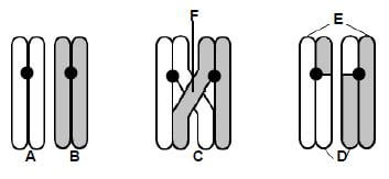 DIVISION PROCESS MEOSIS