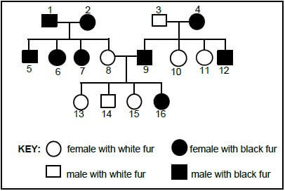 INHERITANCE CHARACTERISTICS