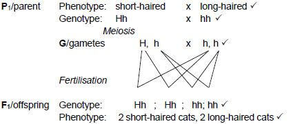 PHENO GENOTYPE