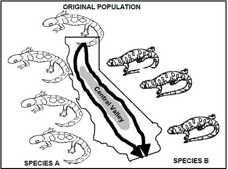 SALAMANDERS