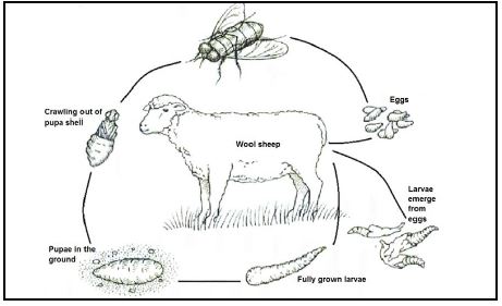 64 life cycle of a type of fly