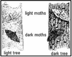 122 peppered moth