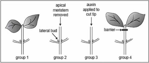 123 lateral bud