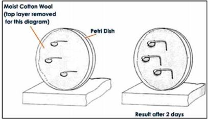 124 petri dish