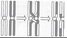 333 meiosis