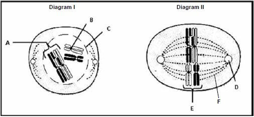 MEIOSIS 1