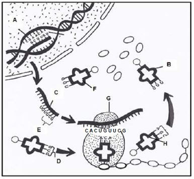 PROCESS FOR LO