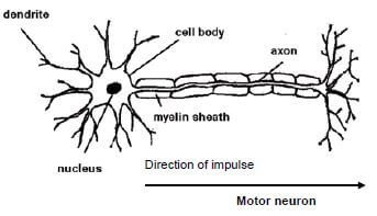 motor neuron