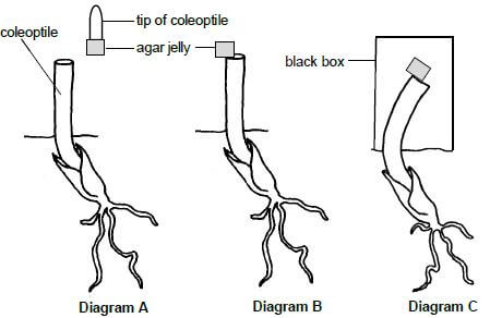 AUXINS