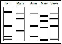 DNA PROFILES