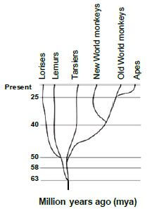 EVOLUTION OF PRIMATES