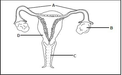 FEMALE REPRODUCTIVE SYSTEM