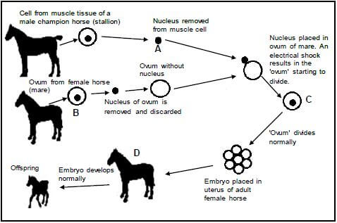 GENETIC ENGINEERING OF A HORSE