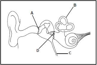 HUMAN EAR