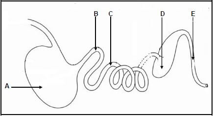 Intestines