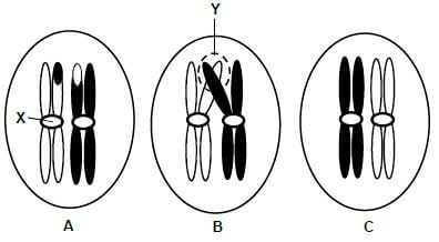 MEIOSIS