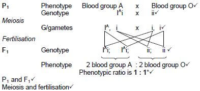 MEIOSIS CALC