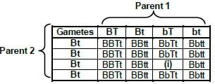 PUNNETT SQUARE