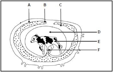 animal reproduction