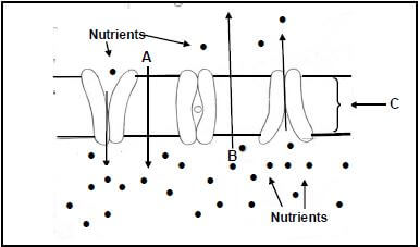 circulatory system