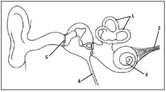 appendix 2 ear