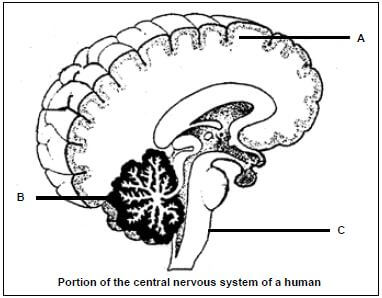 appendix 2 human brain