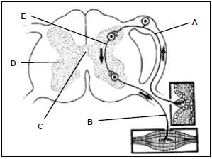 appendix 4 reflex arc