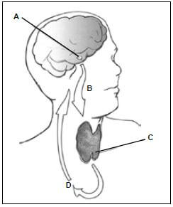 appendix 8 human head