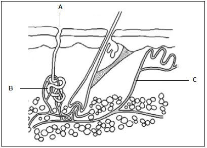 appendix 9 skin