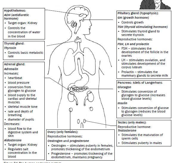 ENDOCRINE 1