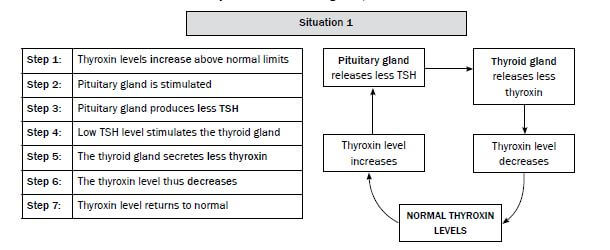 ENDOCRINE 2